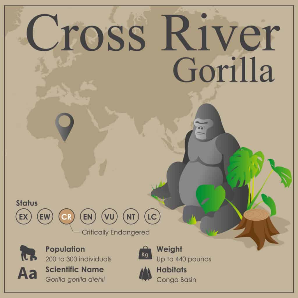 Cross River Gorilla Infographic 