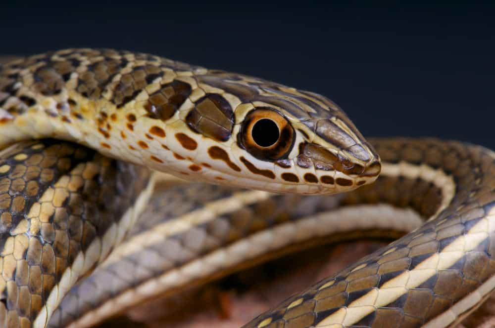 rắn sống ở sông nile