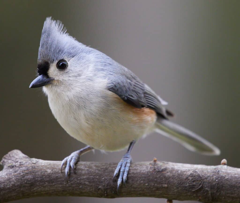 A Tufted Titmouse looking directly at the camera.