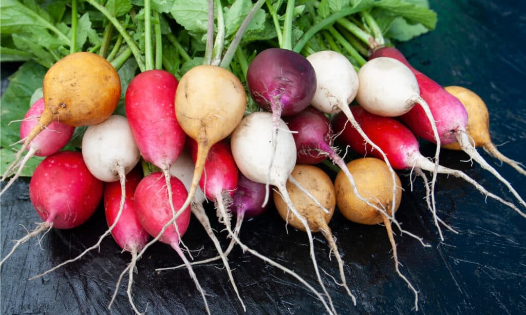 beet vs radish