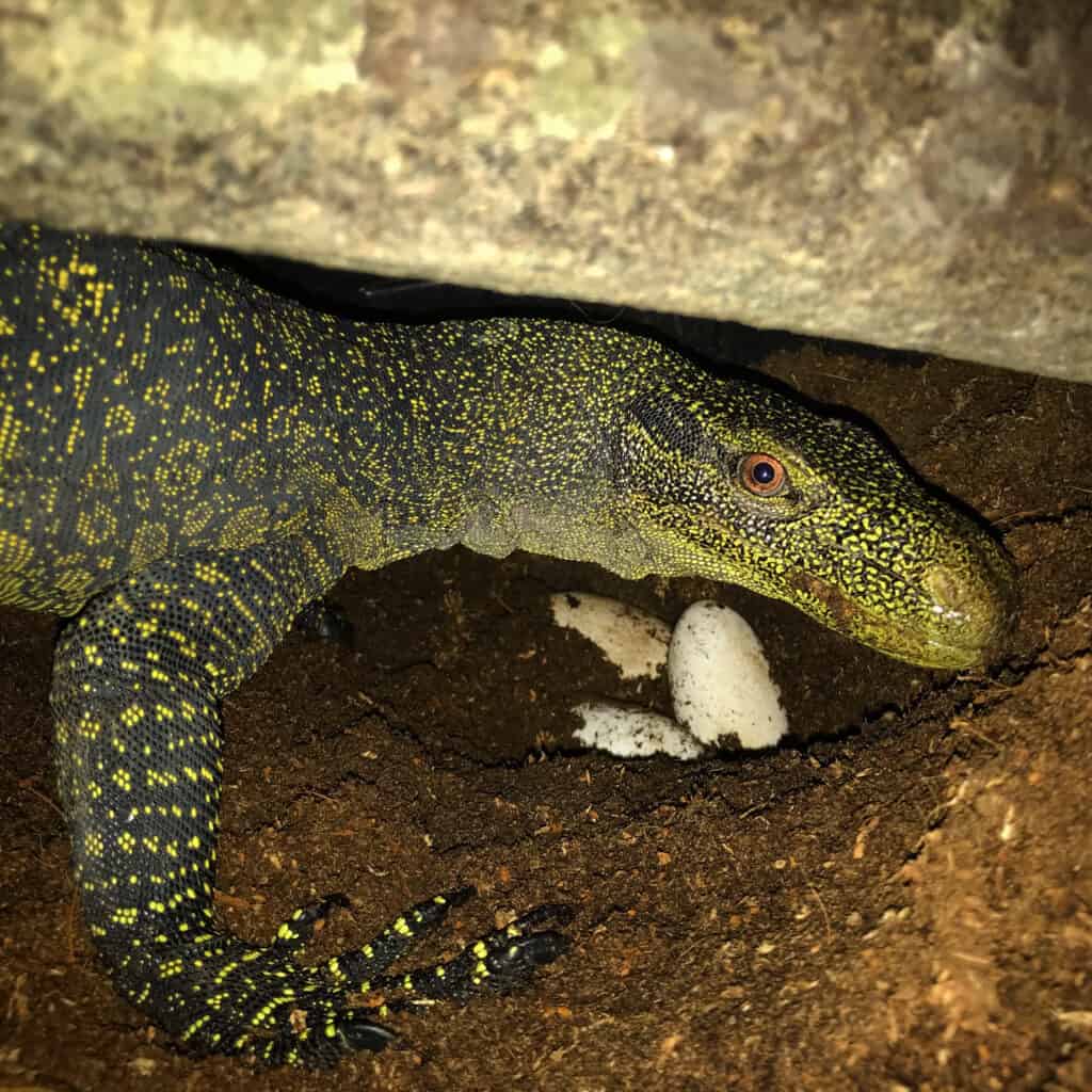 A crocodile monitor with her eggs