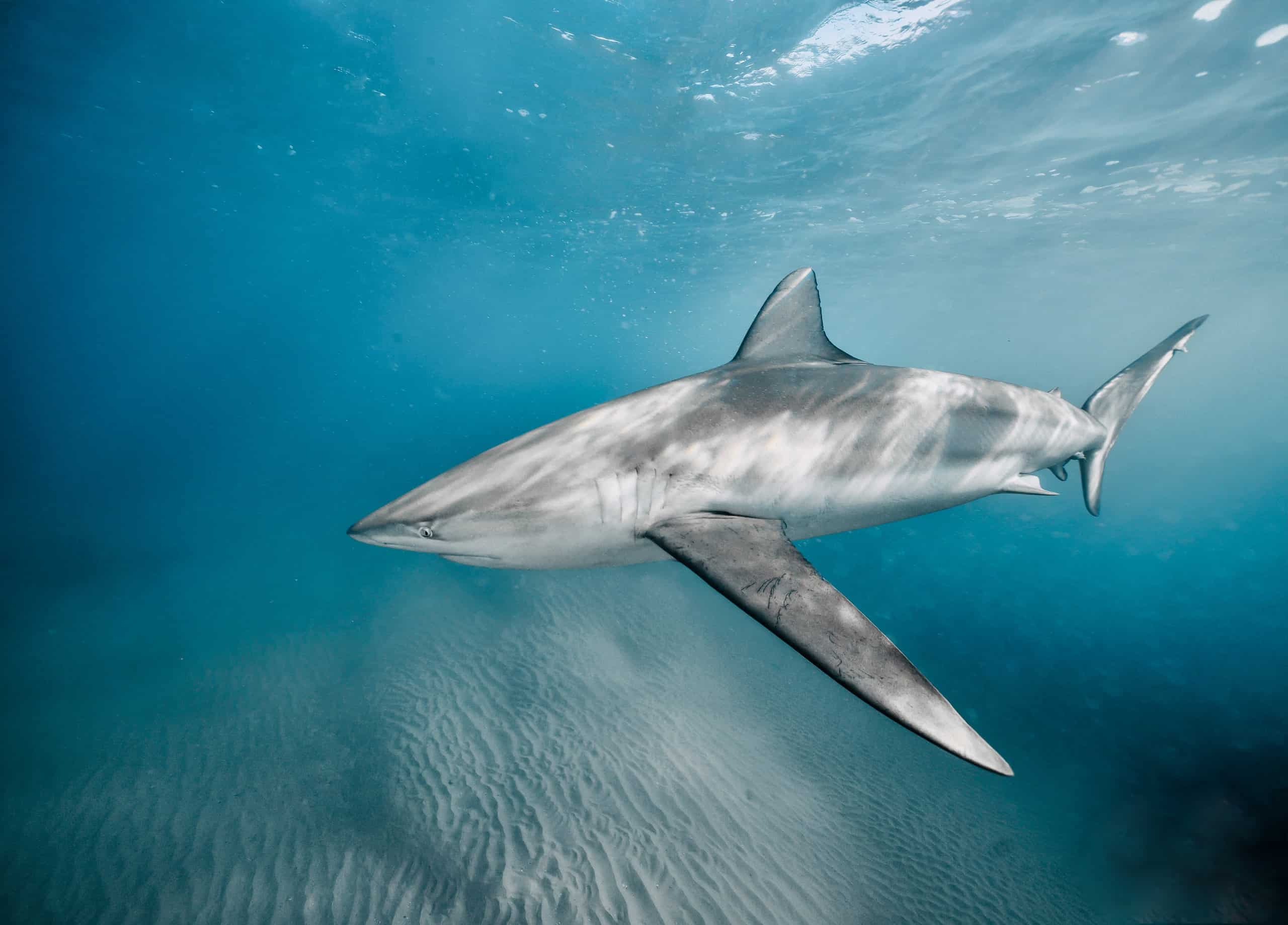 mediterranean sea sharks
