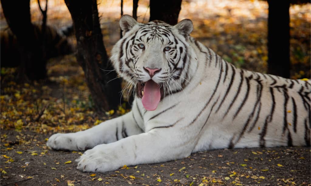 Momma and Baby White Tiger with Big Blue Eyes