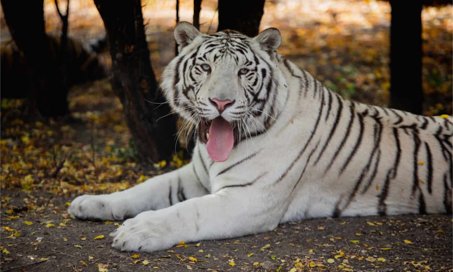 10 Incredible White Tiger Facts - A-Z Animals