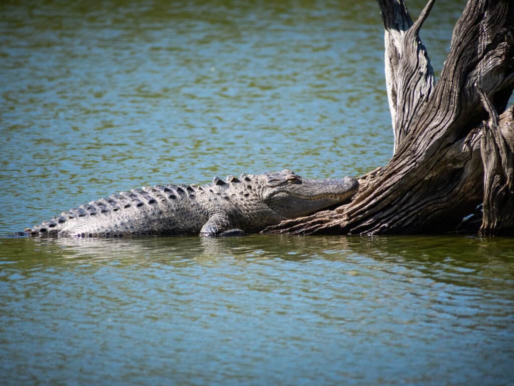 Alligator Lopper chows down on trees