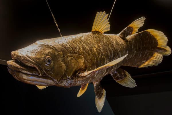 Singapore 23th Feb 2021: The model of Indonesian Coelacanth (Latimeria menadoensis) in Lee Kong Chian Natural History Museum. One of two living species of coelacanth, identifiable by its brown color.
