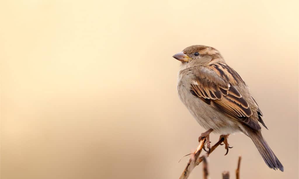 sparrows