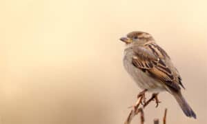 Sparrow Sightings: Discover the Meaning and Symbolism of Sparrows Picture