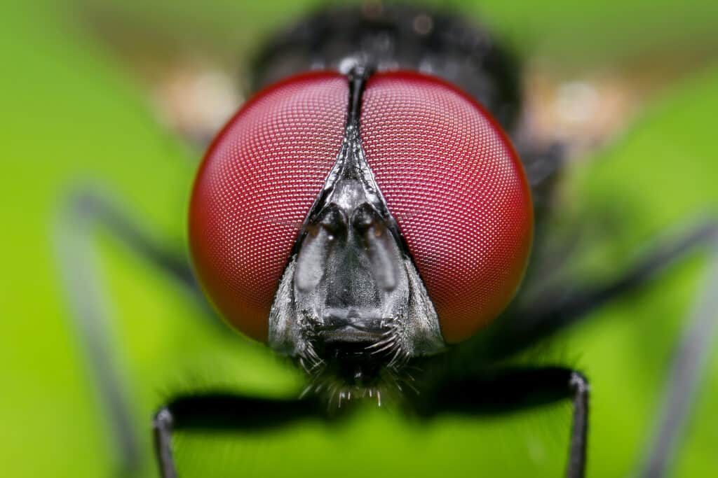 Blowfly head macro shot