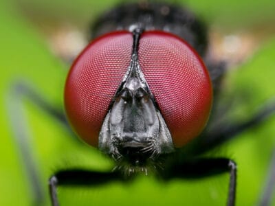 Blowfly Picture