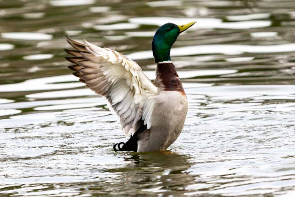 Duck with wings open