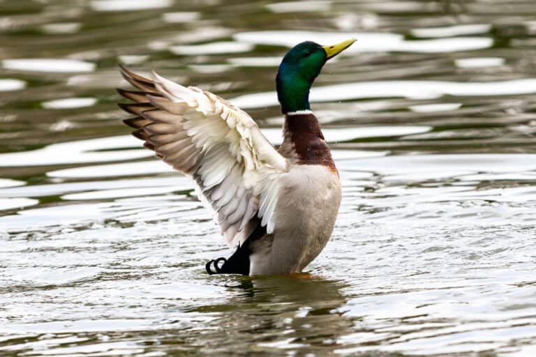 Washington’s 10 Best Bird Watching Spots This Summer - A-Z Animals