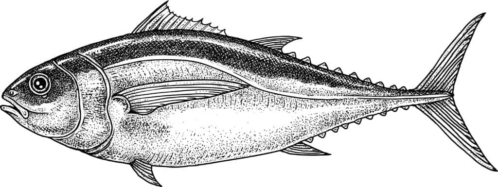 bigeye tuna