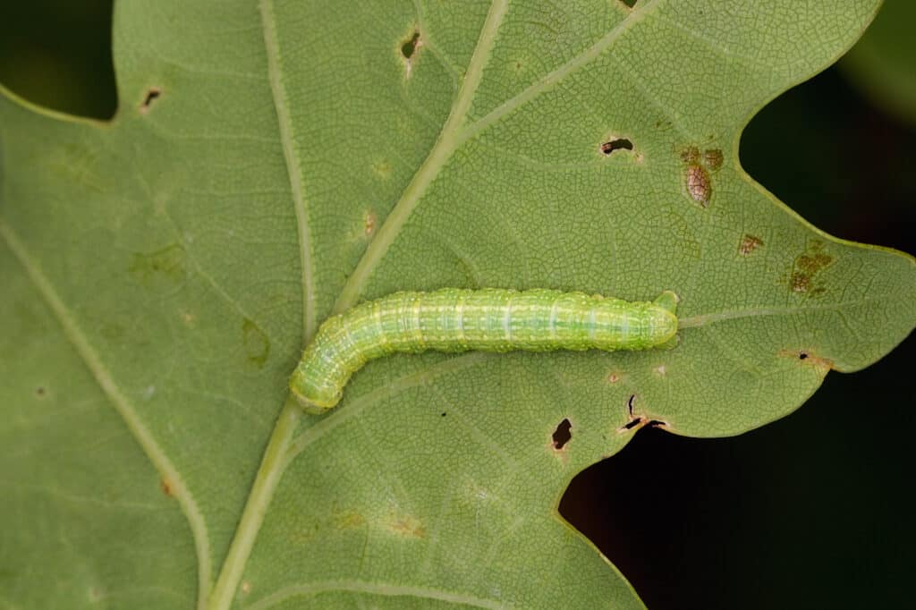 Winter Moth caterpillar