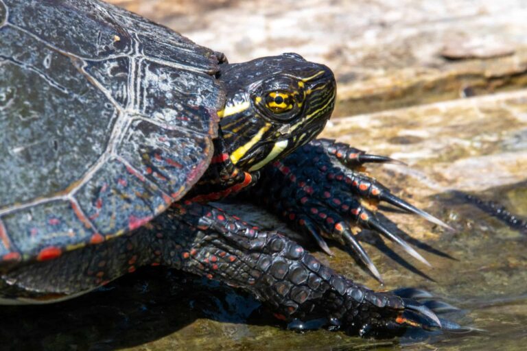 Painted Turtle Animal Facts - Chrysemys picta - A-Z Animals