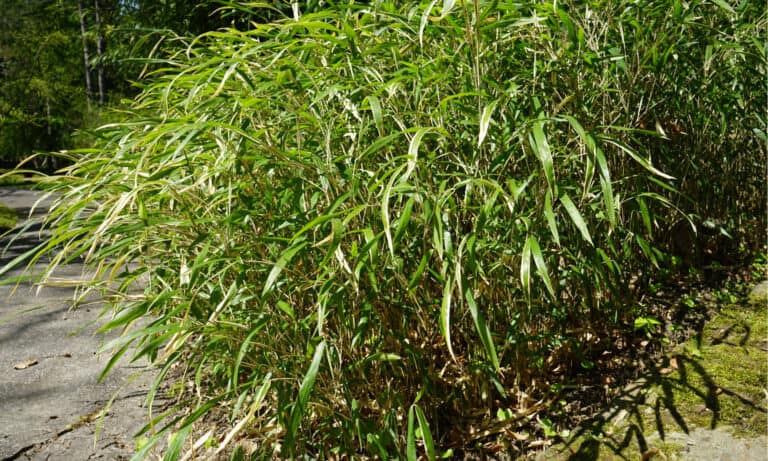 river cane vs bamboo