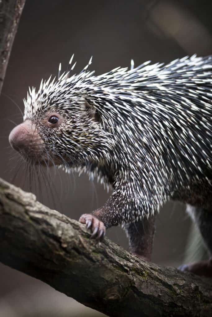 Closeup of a Brazilian porcupine on a tree branch