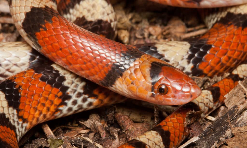 Florida Scarlet Snake