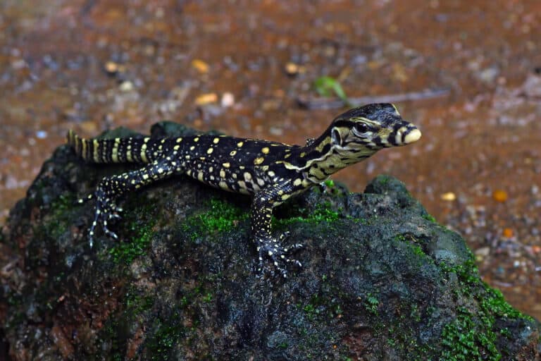 A baby crocodile monitor on a rock