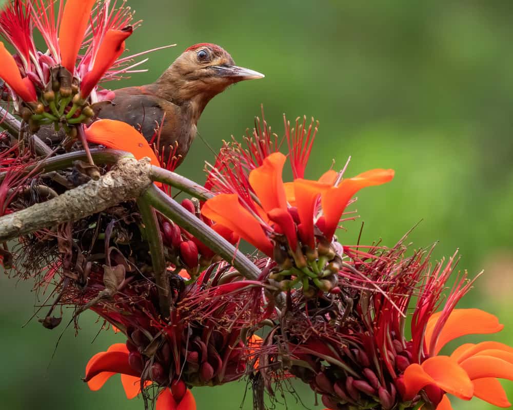 woodpecker facts incredible