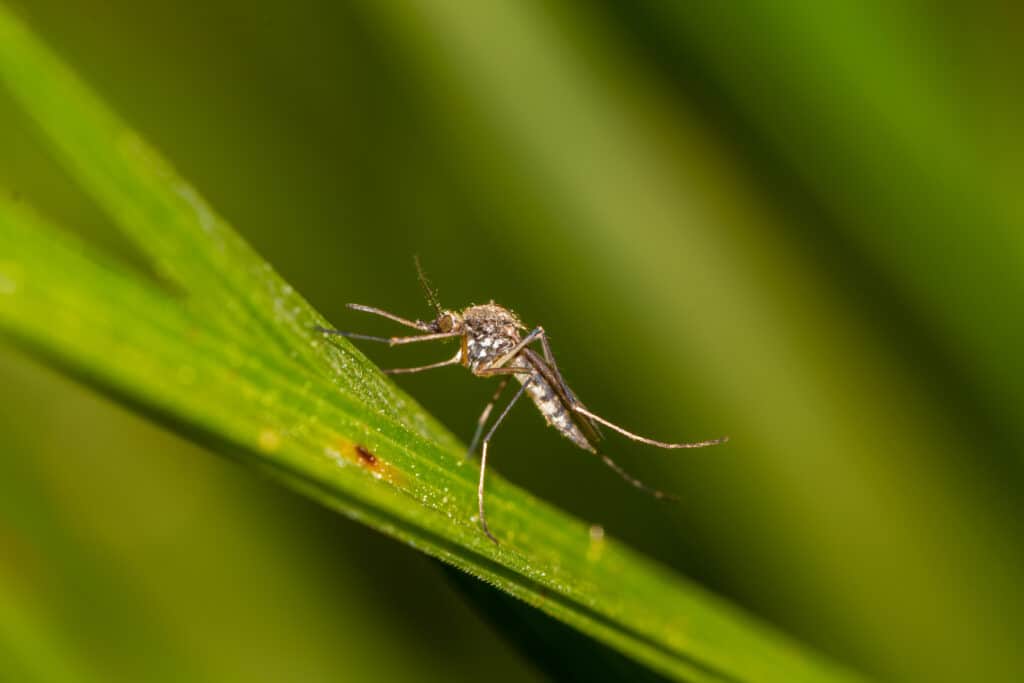 A close up shot of a mosquito sitting on a green leaf, the background is blurred. 