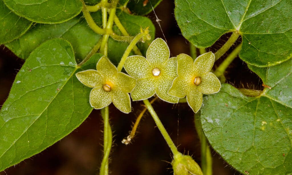 Pearl Milkweed Vine