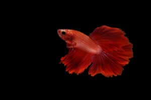 Discover the Oldest Betta Fish in the World Picture