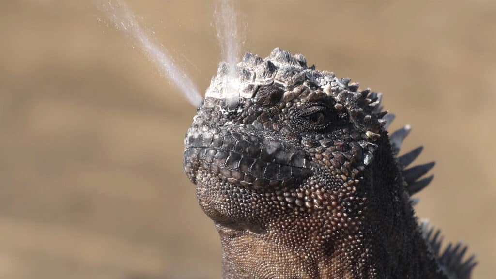 Galapagos Marine Iguana