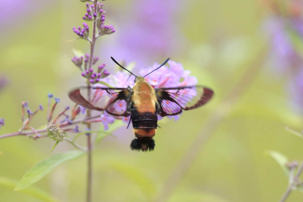 snowberry clearwing hummingbird