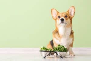 Can Dogs Eat Parsley? Is it A Superfood? Picture