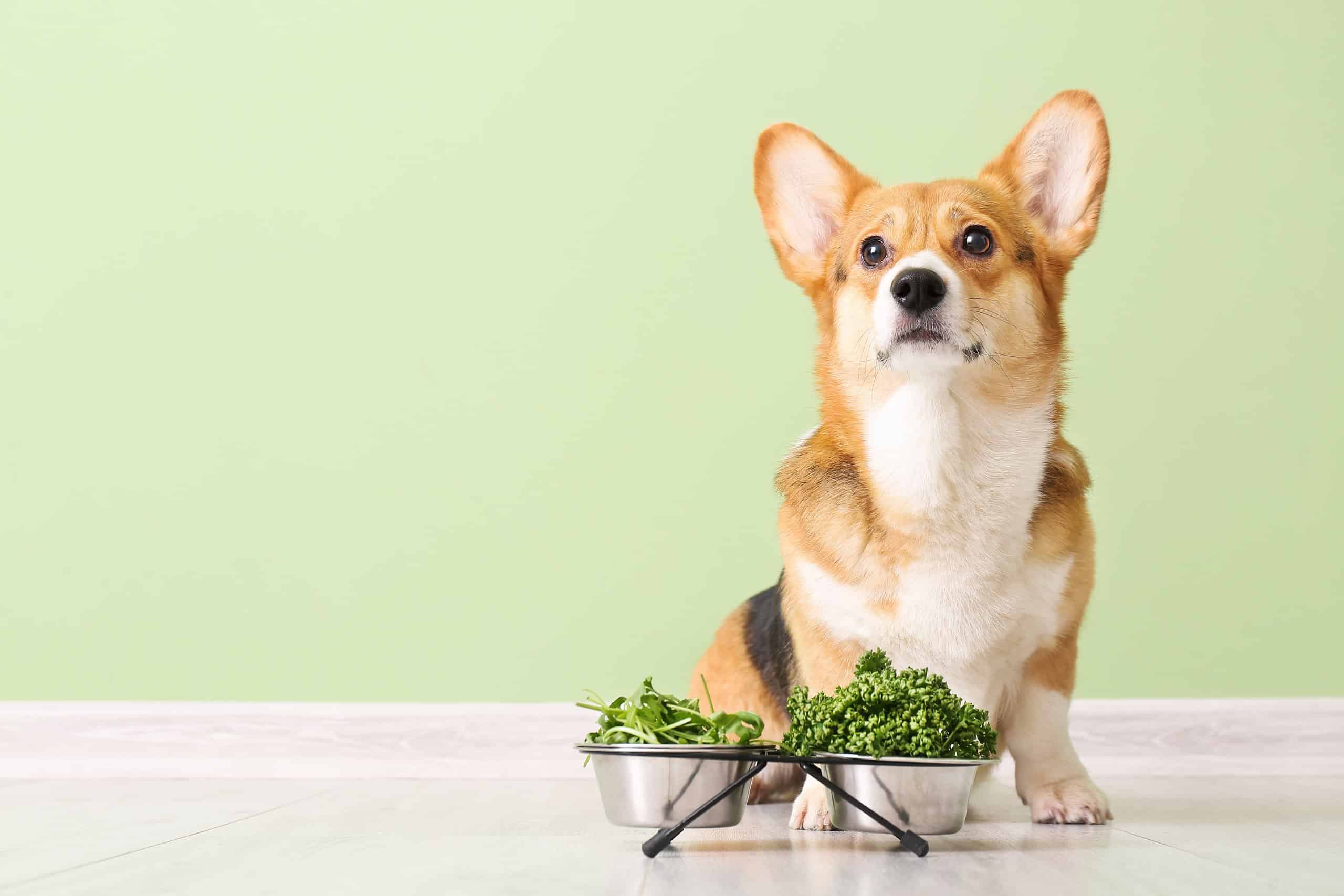 dog eating greens