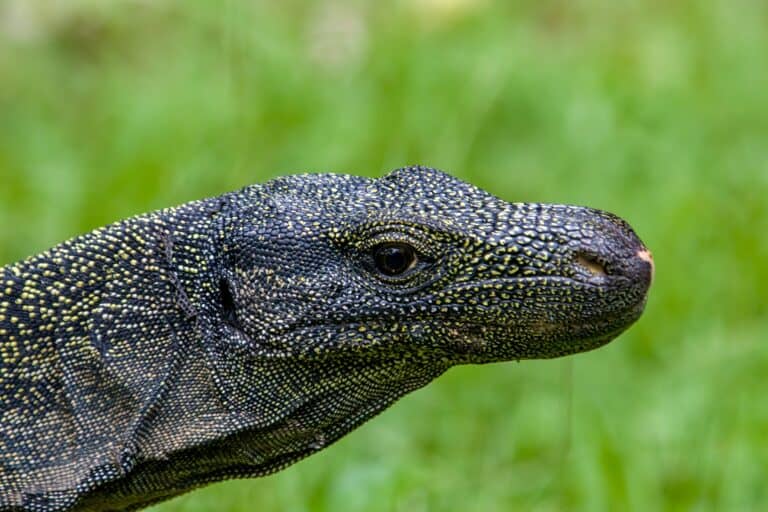 Closeup of a crocodile monitor's head against grassy background