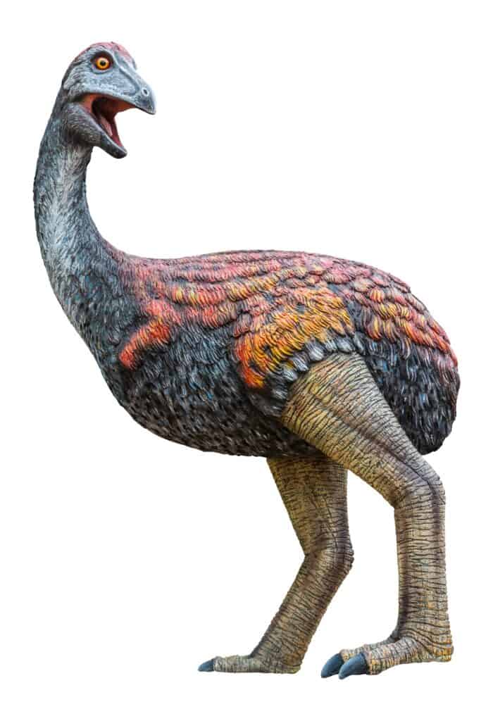 Just How Massive Was the Largest Extinct Bird? - A-Z Animals