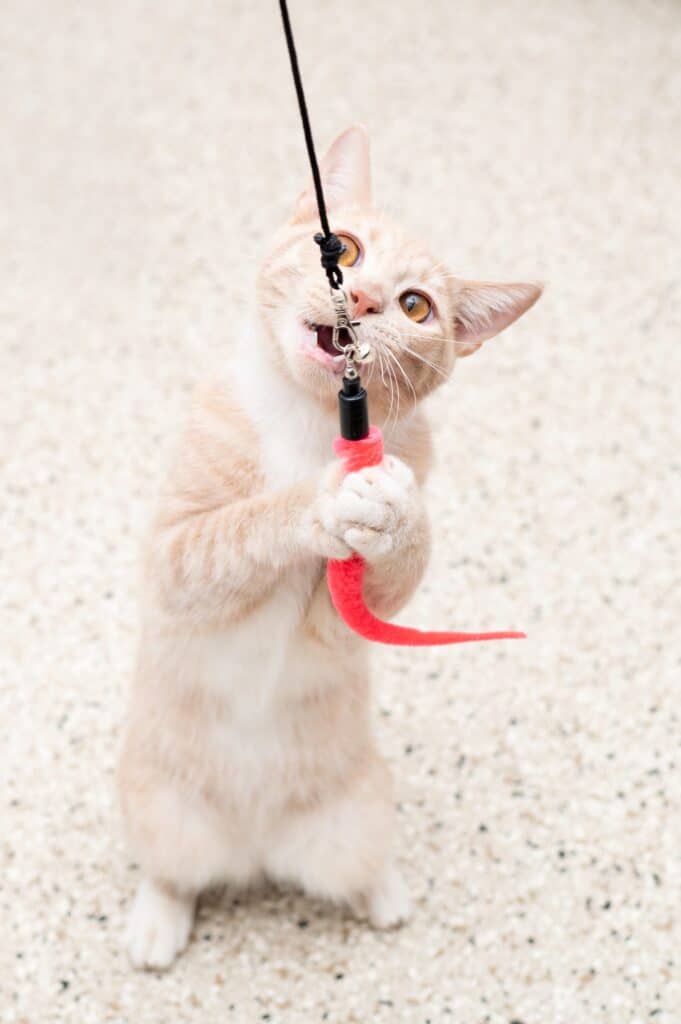 20 fun DIY cat toys that kitties can't resist