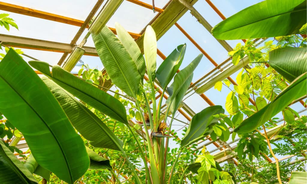 bird of paradise vs banana plant