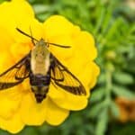 Bee hawk-moth