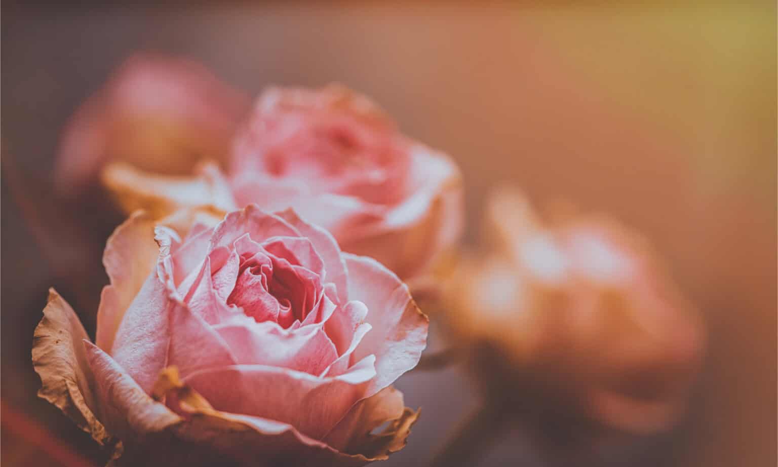 How To Get Rid of Aphids on Your Roses Overnight - A-Z Animals