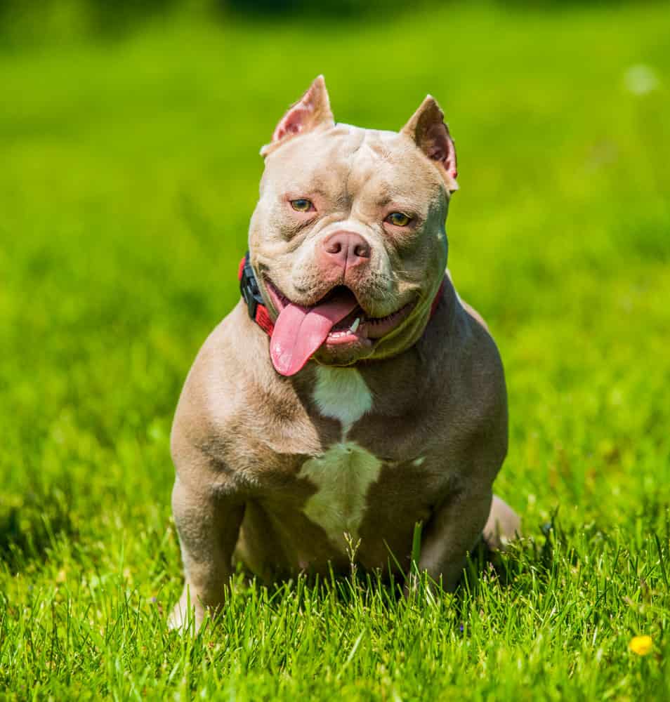 American Bully Colors A Z Animals American Bully Colors A Z Animals