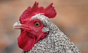 Cuckoo Maran Rooster vs Hen: Male vs Female Compared Picture
