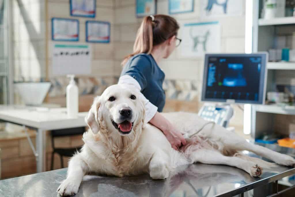 how much does a dog ultrasound cost