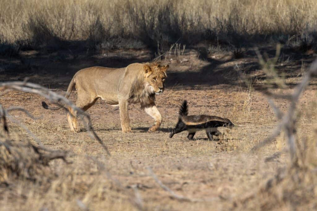 Honey Badgers  Animals wild, Dangerous animals, Animals