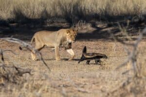Watch This Unfazed Honey Badger Casually Battle Six Lions and Live to Tell About It Picture