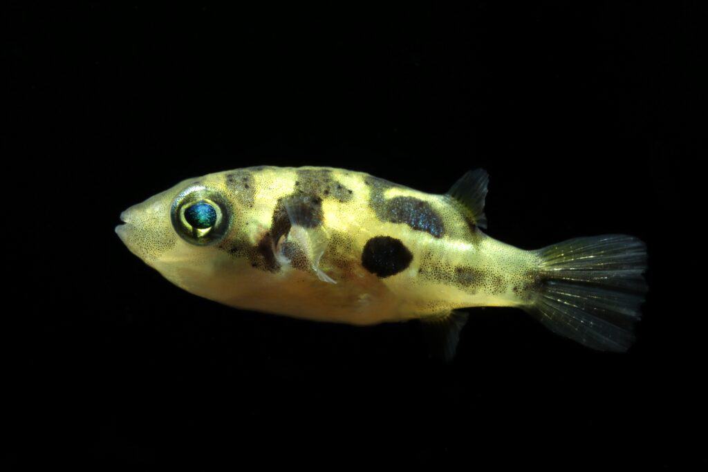 Pea puffer in profile against black background