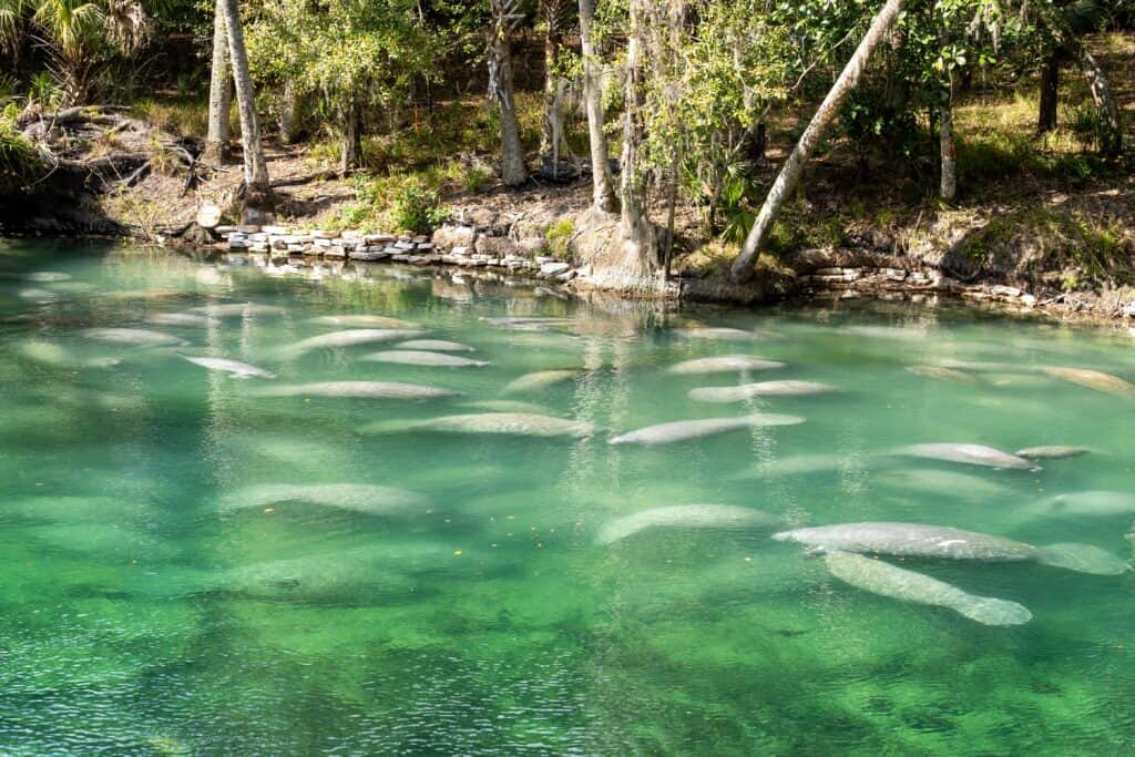 A herd of manatees in Blue Springs State Park