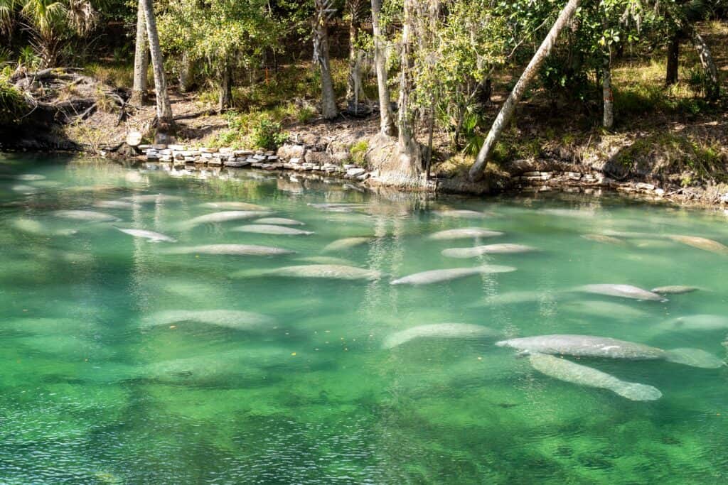 A herd of manatees