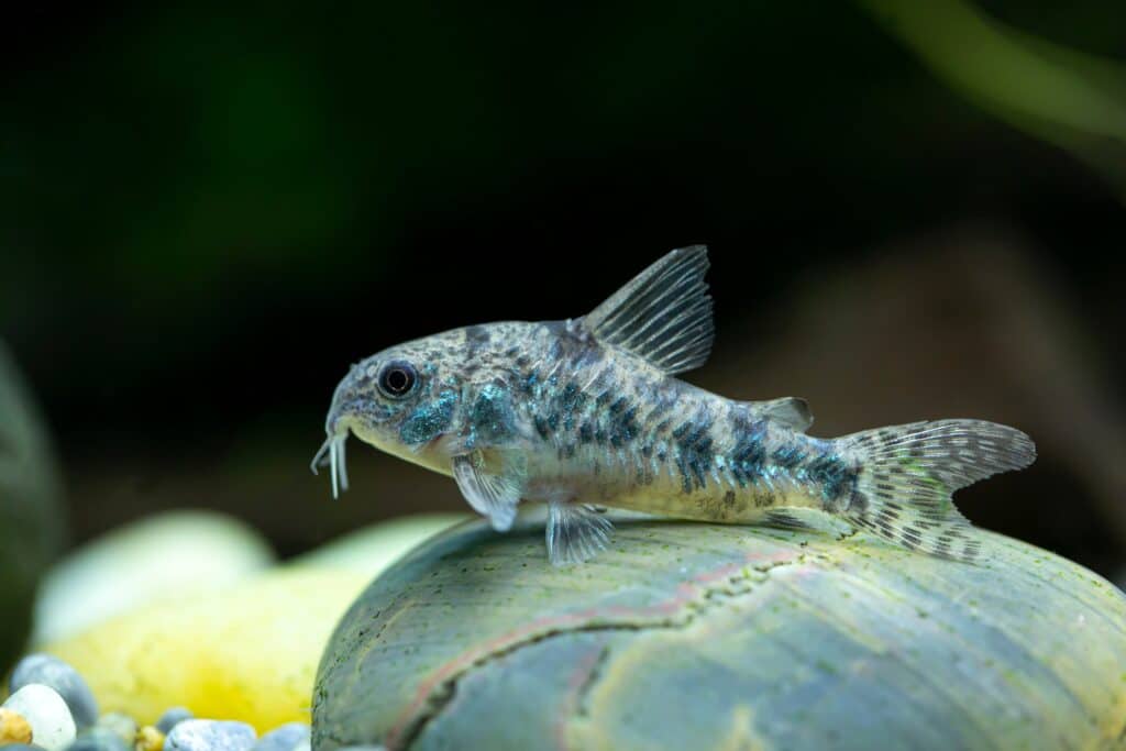 Pepper Cory resting on a rock