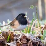 Dark-eyed Junco