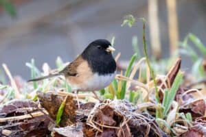 A dark-eyed junco