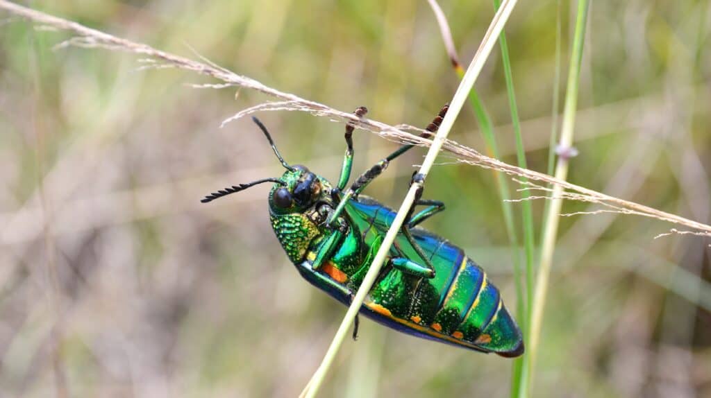 jewel beetle