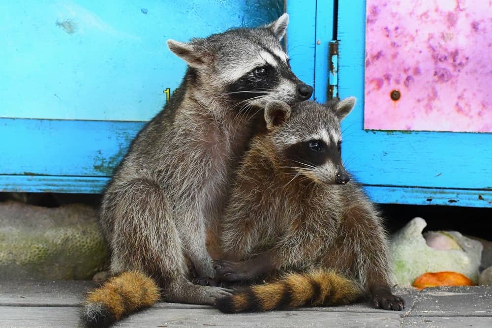 Raccoon Mating Season: When Do They Breed? - A-Z Animals